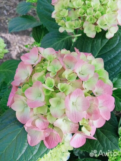 Гортензия крупнолистная