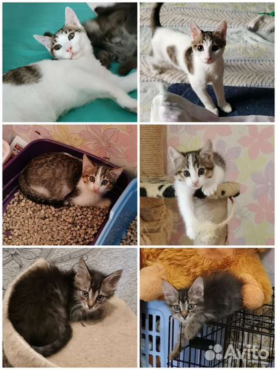 Котятам нужен дом
