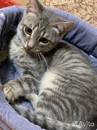 Котенок ищет дом