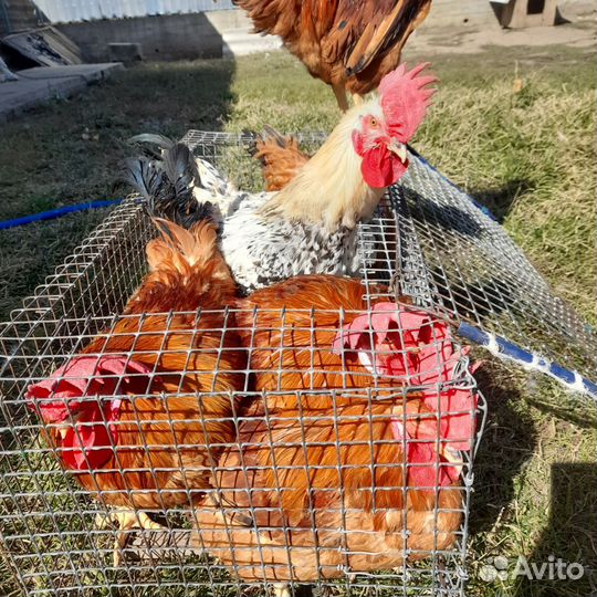 Птица, петушки