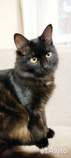 Отдам кошку в добрые руки