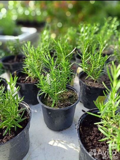 Розмарин в горшке