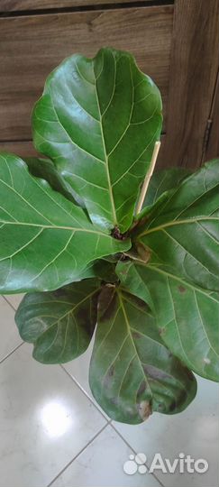 Фикус Лирата Колумнарис