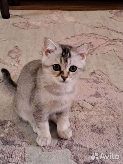 Шотландский котенок скоттиш страйт