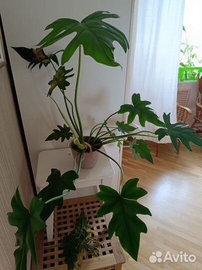 Драцена. Филодендрон