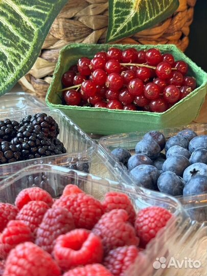 Голубика свежая