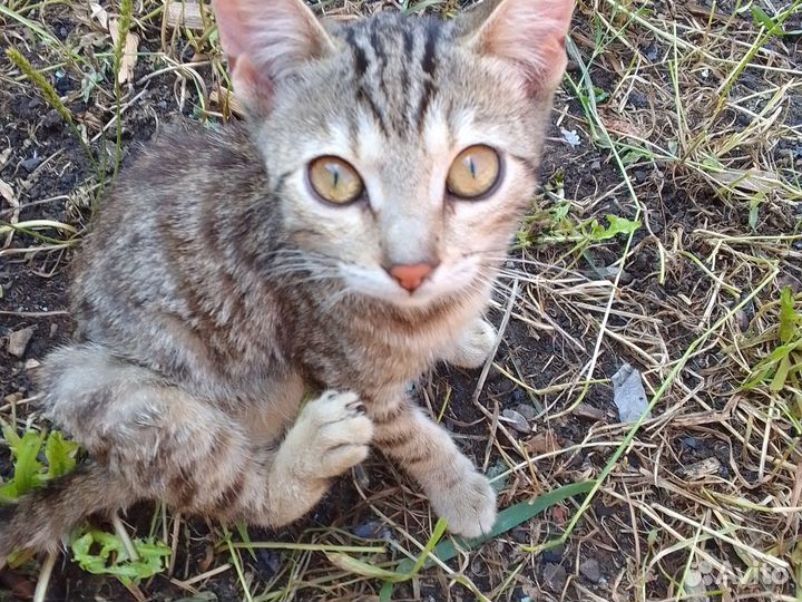 Котята в добрые руки бесплатно