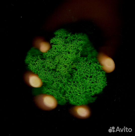 Стабилизированный мох ягель Зелёное Яблоко