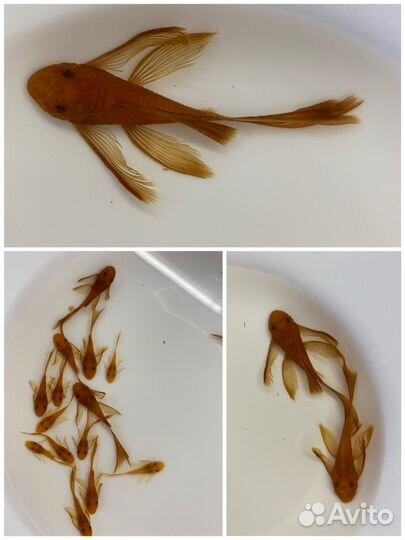 Меченосец рубин. Анцитпус супер рэд вуалевый