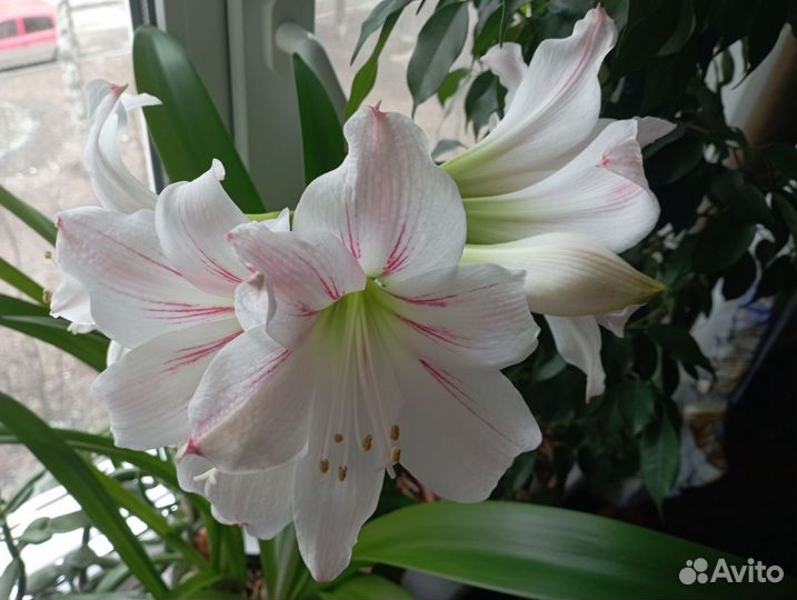 Гиппеаструм, детки