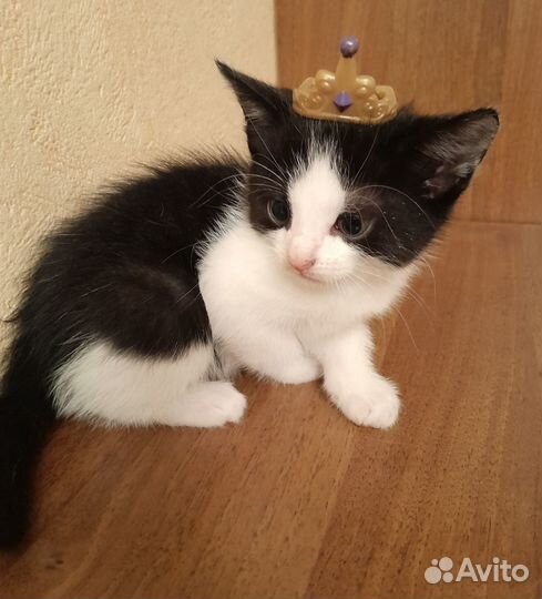 Котята домашние