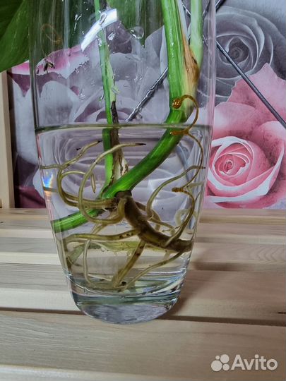 Монстера вариегатная альба, листы и макушка