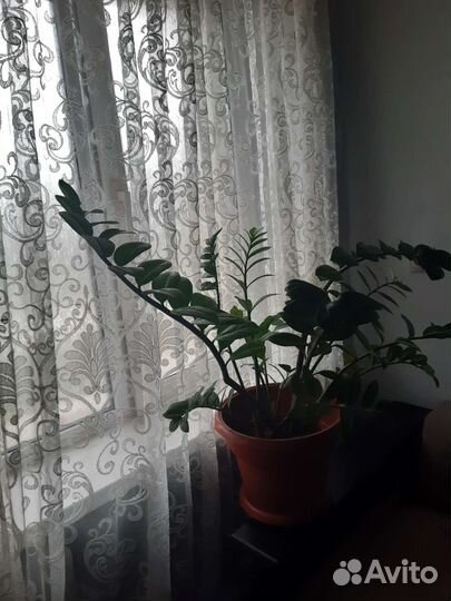 Замиокулькас. Для дома офиса.цена 3 тыс