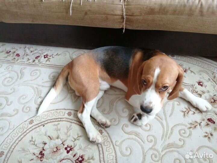 Бигль вязка