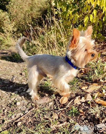 Йоркширский терьер мини вязка