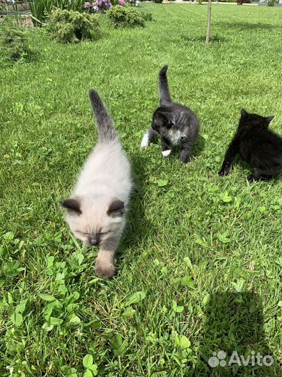 Котята отдам в добрые руки бесплатно