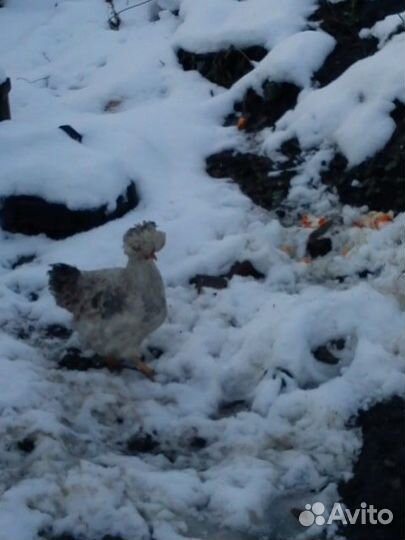 Инкубаторы