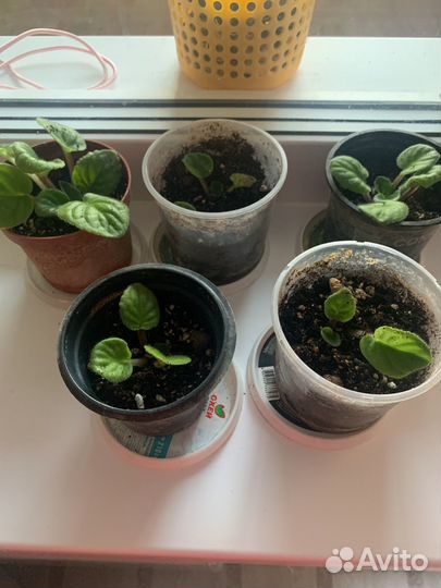 Фиалки детки