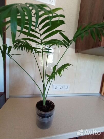 Хамедорея элеганс