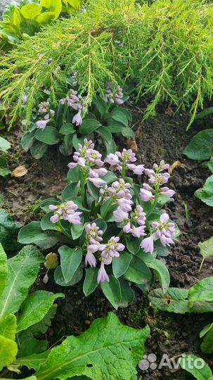 Цветы для сада 1