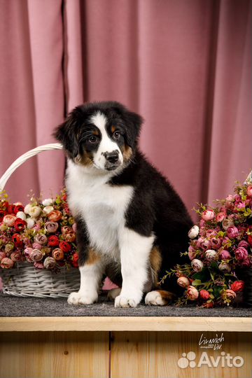 Щенок миниатюрной американской овчарки