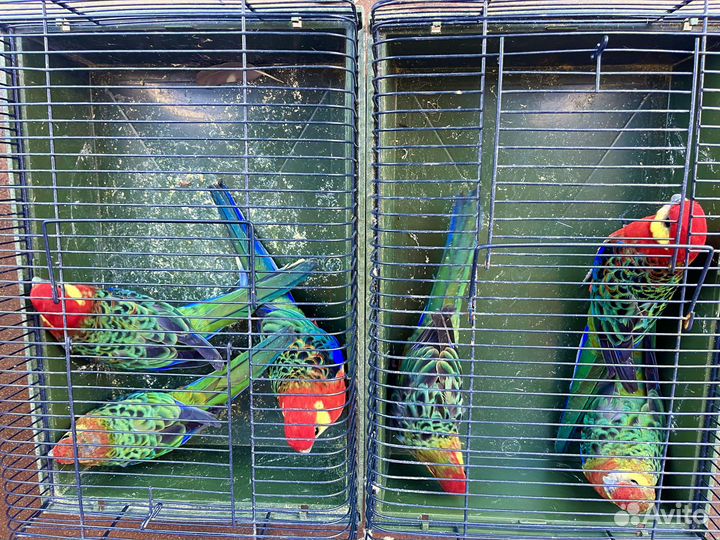 Разелла Стенли