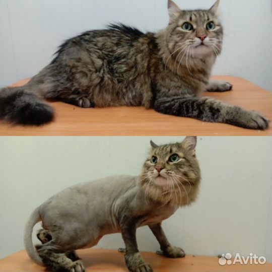 Стрижка кошек