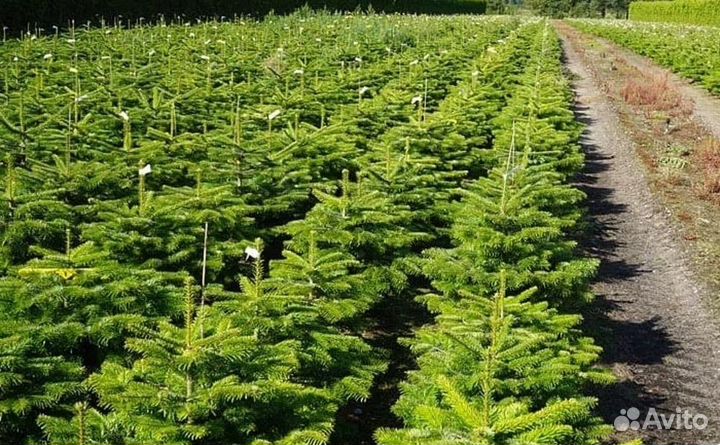 Пихта самая пышная 1-5 метров под ключ