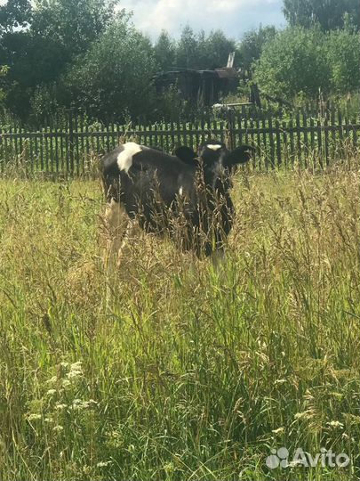 Тёлочки двойняшки