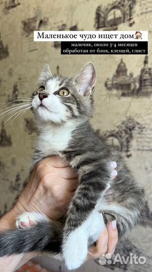 Котенок в добрые руки мальчик