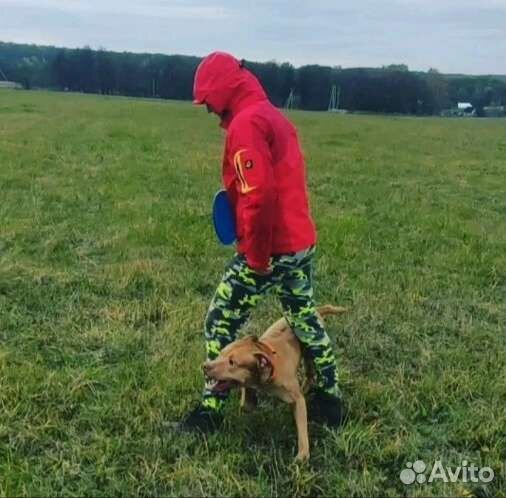 Дрессировка и передержка собак. Сад для щенков