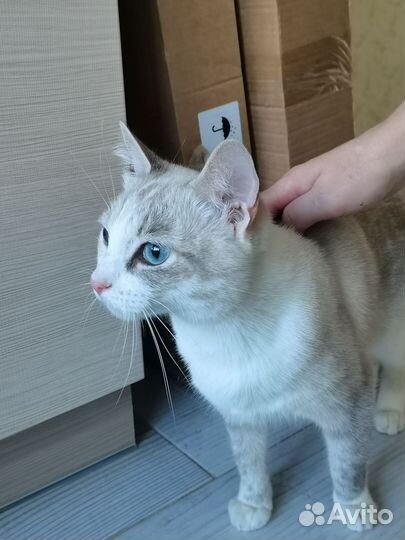 Найдена кошка