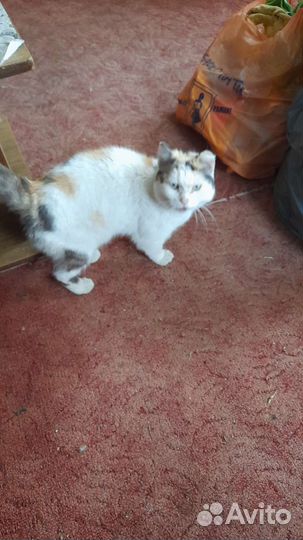 Кошка сирота