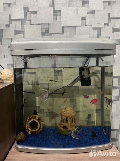 Аквариум с рыбками