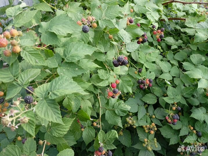 Малина черная