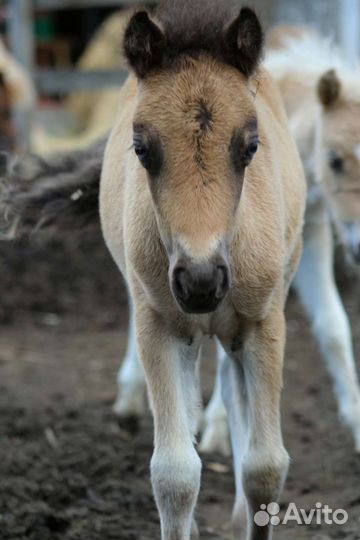Пони: кобылы и жеребята шетлендские