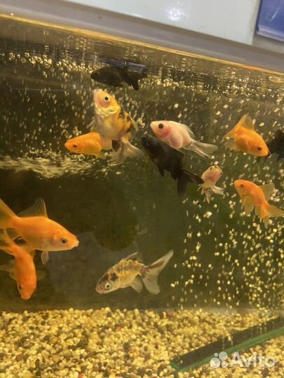 Аквариум с рыбками