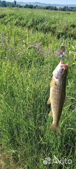 Форелевые блесна