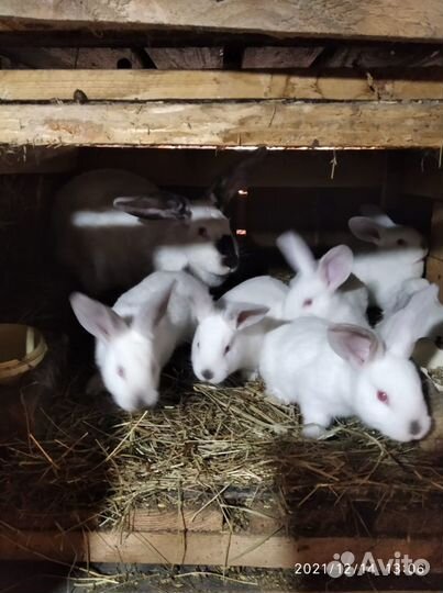 Калифорнийский кролик