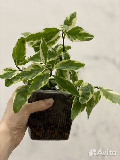 Педилантус