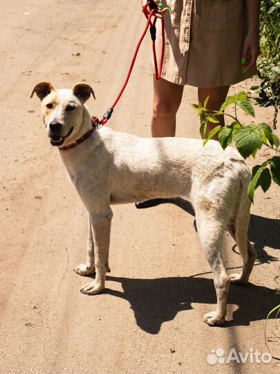 Собака в добрые руки бесплатно белая