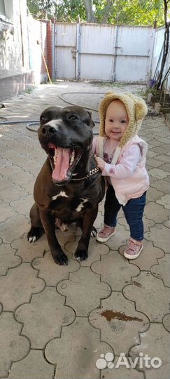 Питбуль вязка