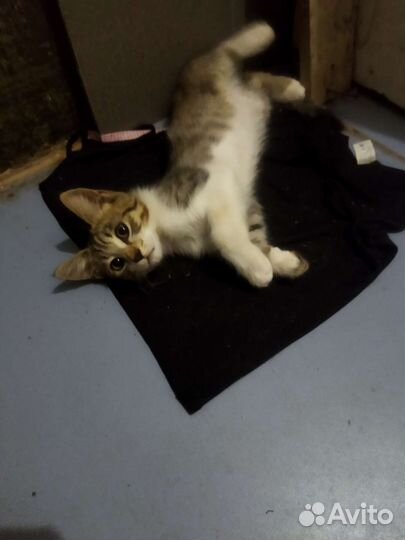 Котенок в добрые руки