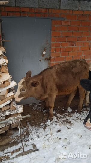 Продаются тёлки