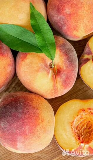 Саженцы Персиков Нектарины Абрикосы