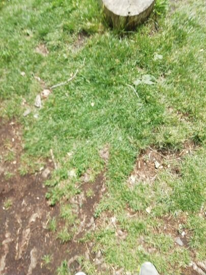 Участок 6 сот. (СНТ, ДНП)