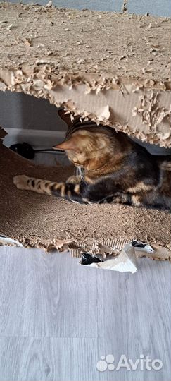 Кот бенгальский