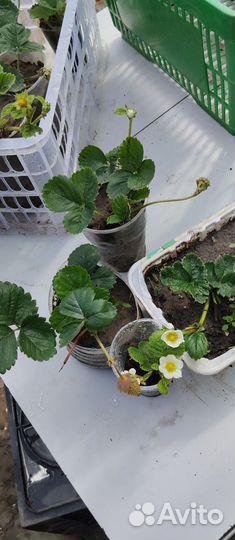 Клубника ремонтантная альбион и Крымская