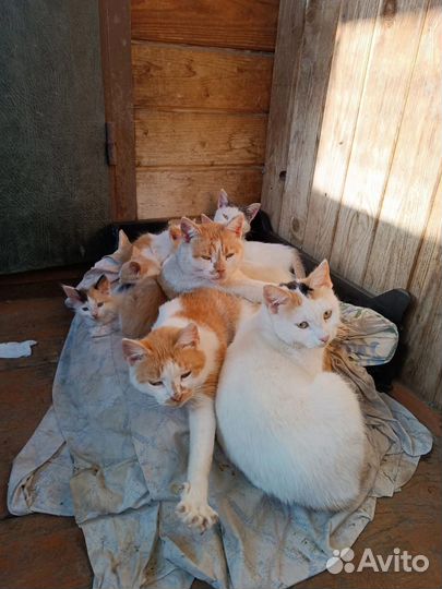 Кошки. 3 котенка Мо. Клин Ищем ручки сиротам