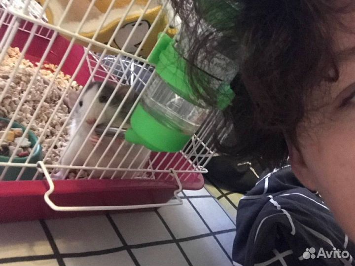 Крыса дамбо